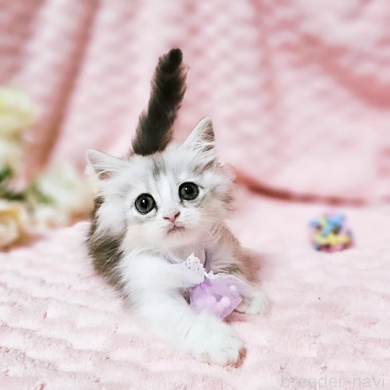 販売中の茨城県のミヌエット(短足)-140164の19枚目