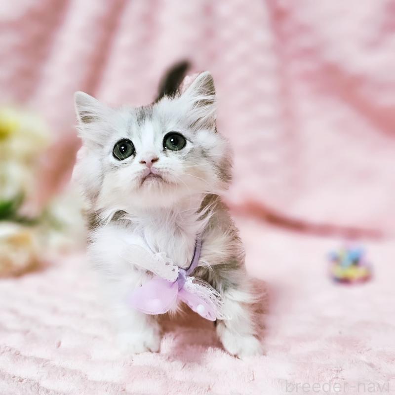 販売中の茨城県のミヌエット(短足)-140164の17枚目