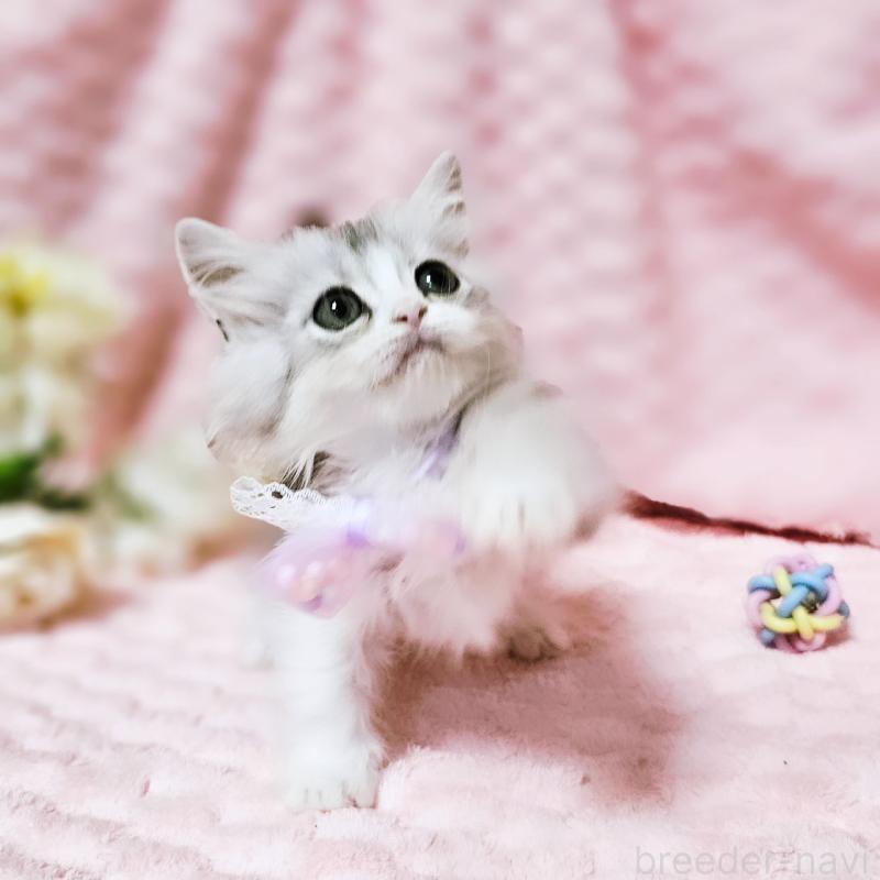 販売中の茨城県のミヌエット(短足)-140164の16枚目