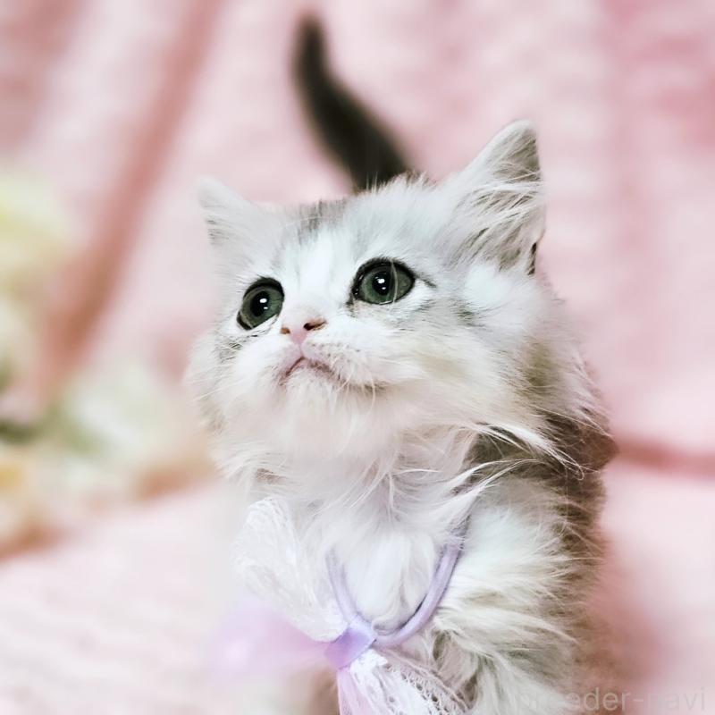 販売中の茨城県のミヌエット(短足)-140164の15枚目