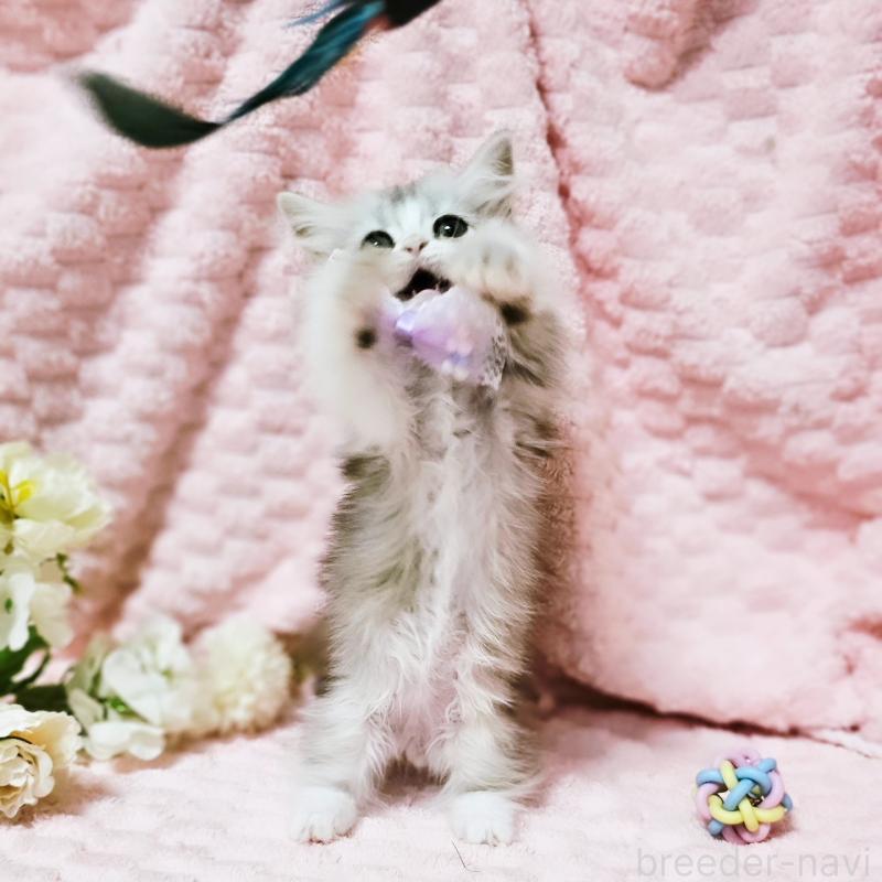 販売中の茨城県のミヌエット(短足)-140164の14枚目