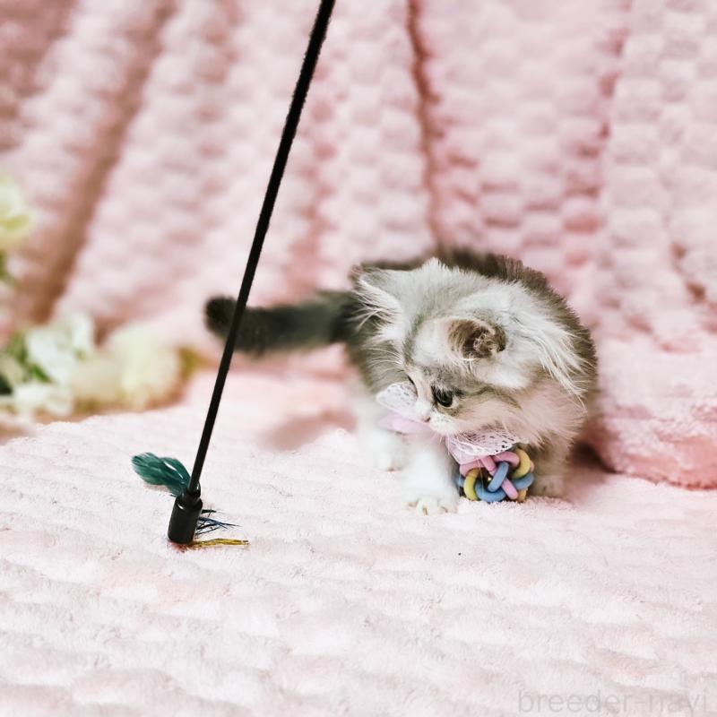 販売中の茨城県のミヌエット(短足)-140164の13枚目