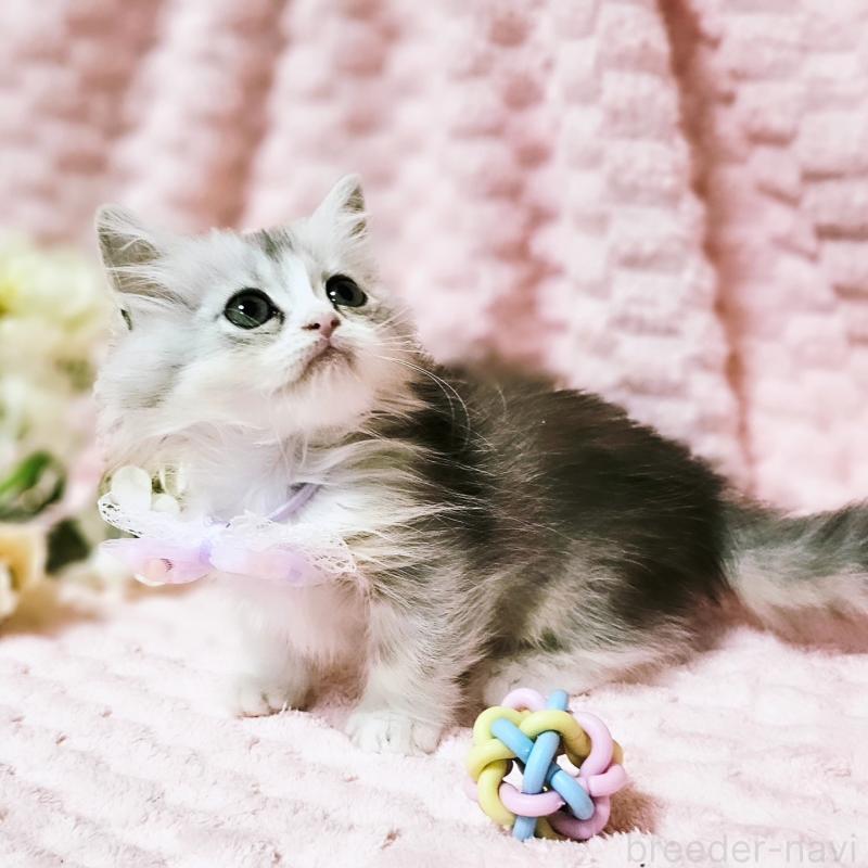 販売中の茨城県のミヌエット(短足)-140164の12枚目