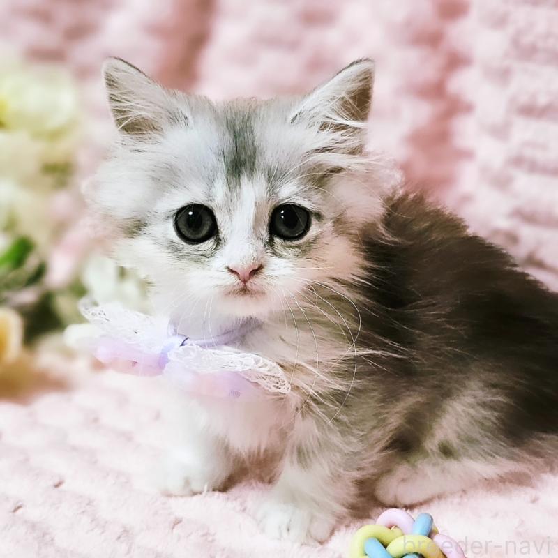 販売中の茨城県のミヌエット(短足)-140164の11枚目