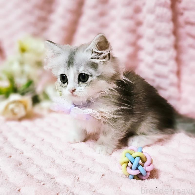 販売中の茨城県のミヌエット(短足)-140164の10枚目