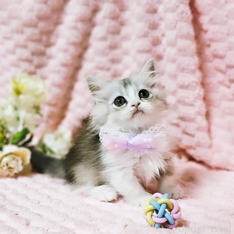 販売中の茨城県のミヌエット(短足)-140164の9枚目