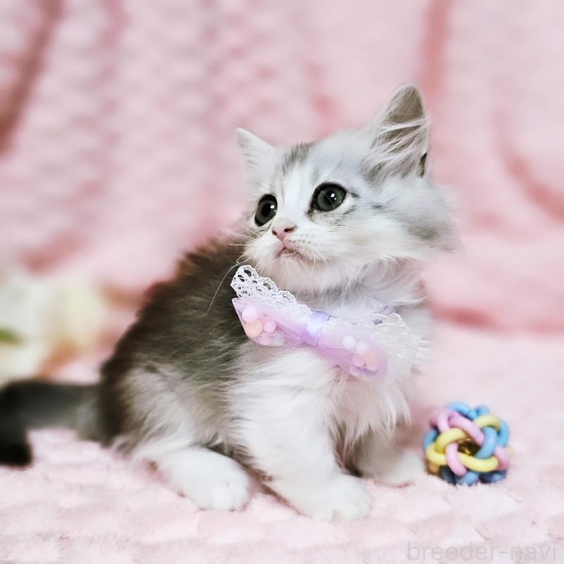 販売中の茨城県のミヌエット(短足)-140164の8枚目