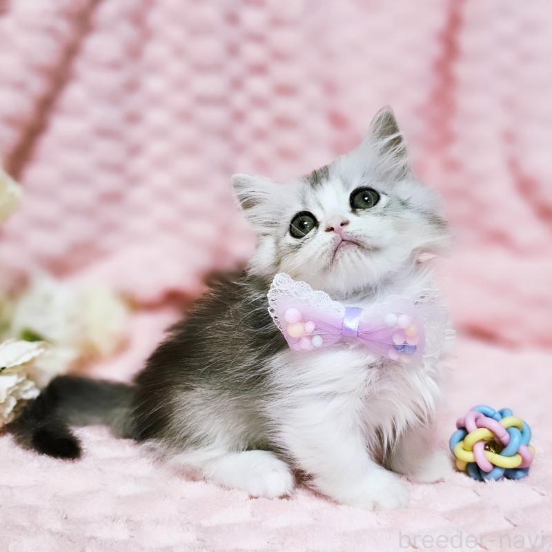 販売中の茨城県のミヌエット(短足)-140164の7枚目