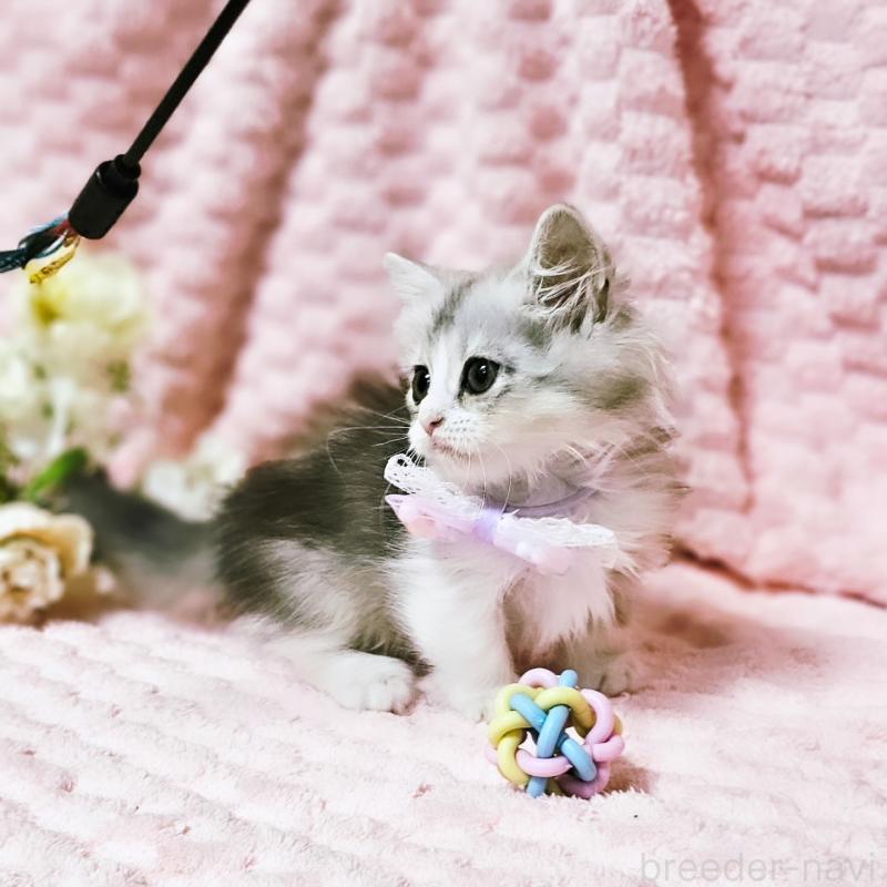 販売中の茨城県のミヌエット(短足)-140164の5枚目