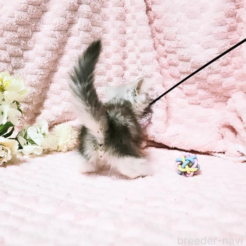 販売中の茨城県のミヌエット(短足)-140164の4枚目