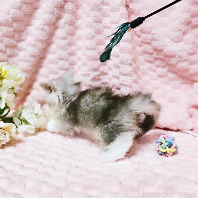 販売中の茨城県のミヌエット(短足)-140164の3枚目