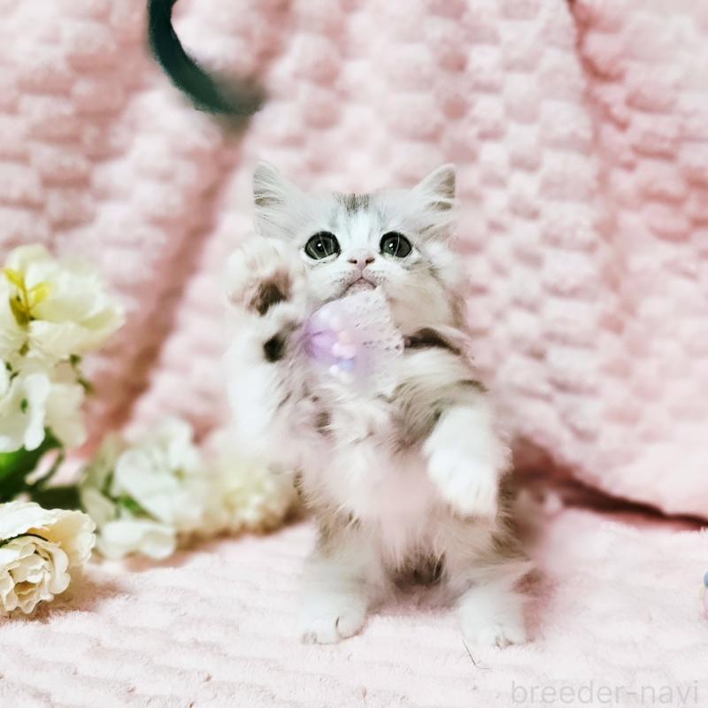 販売中の茨城県のミヌエット(短足)-140164の2枚目