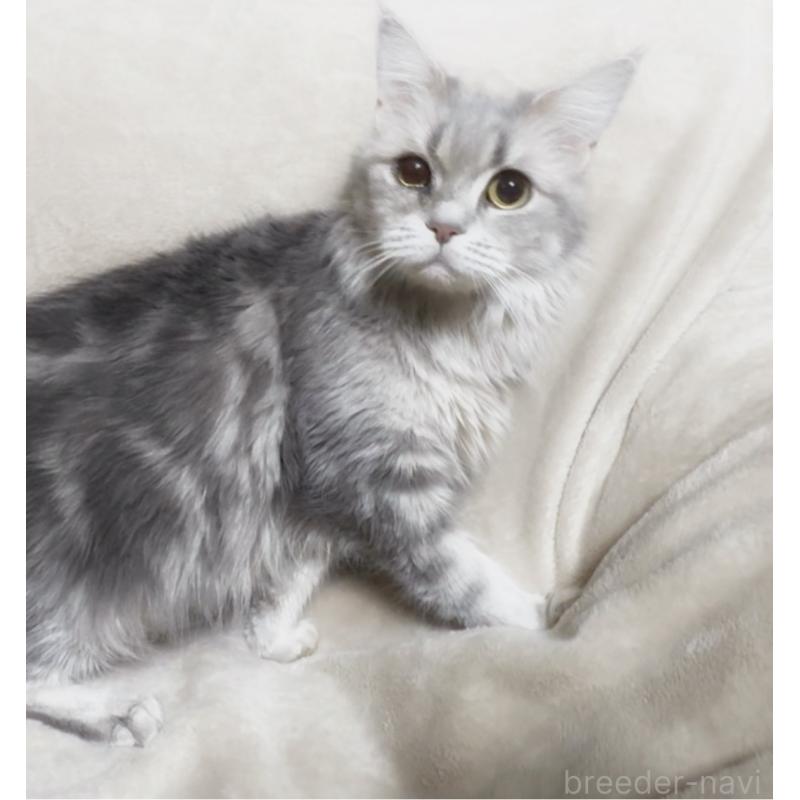 販売中の埼玉県のメインクーン-140173の8枚目