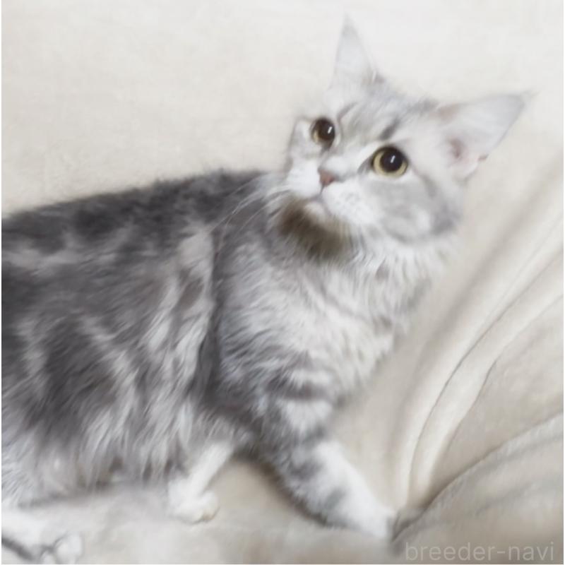 販売中の埼玉県のメインクーン-140173の7枚目