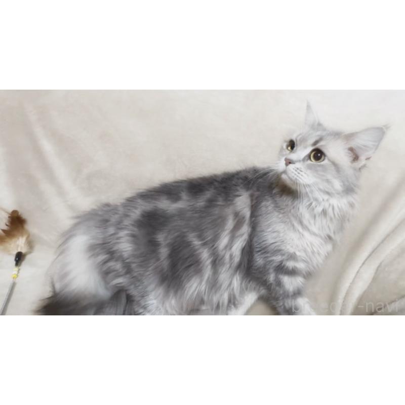 販売中の埼玉県のメインクーン-140173の6枚目