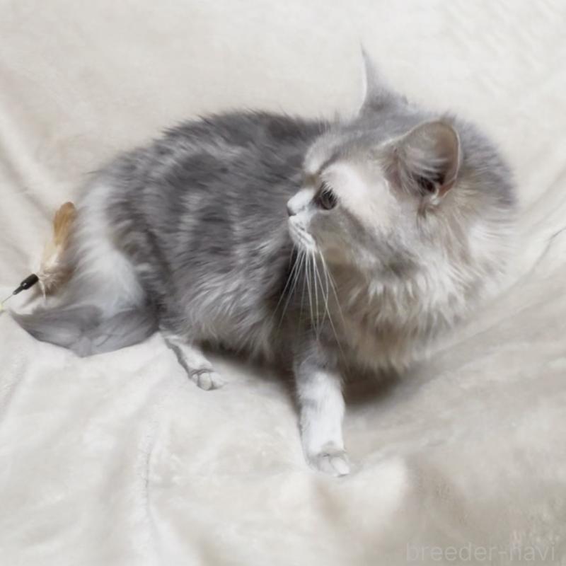 販売中の埼玉県のメインクーン-140173の5枚目