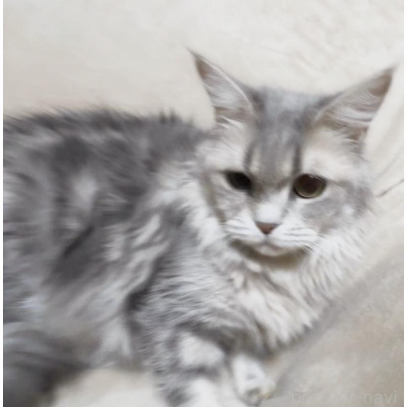 販売中の埼玉県のメインクーン-140173の4枚目