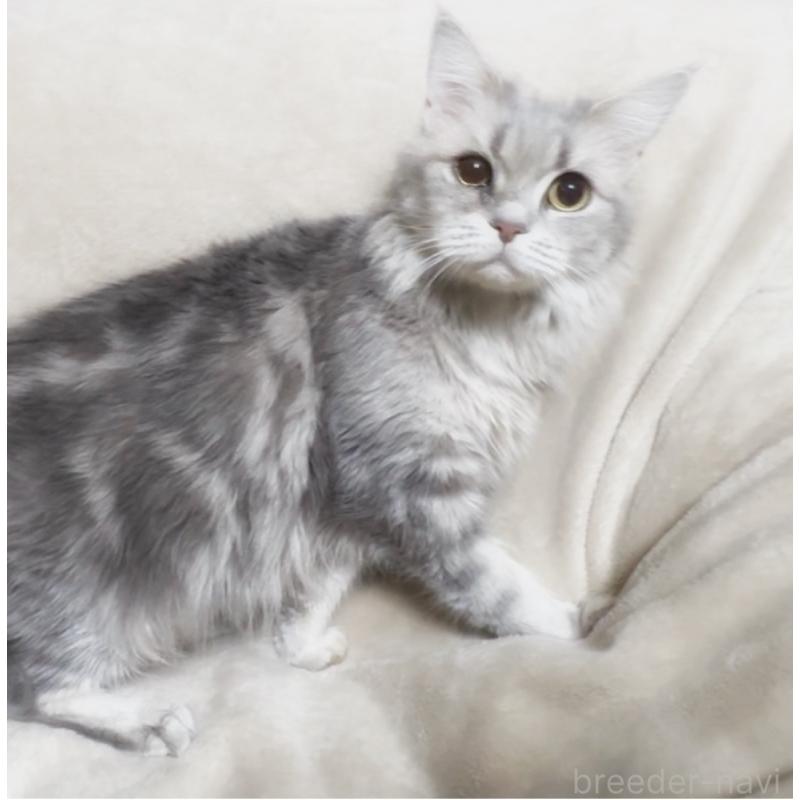 販売中の埼玉県のメインクーン-140173の3枚目