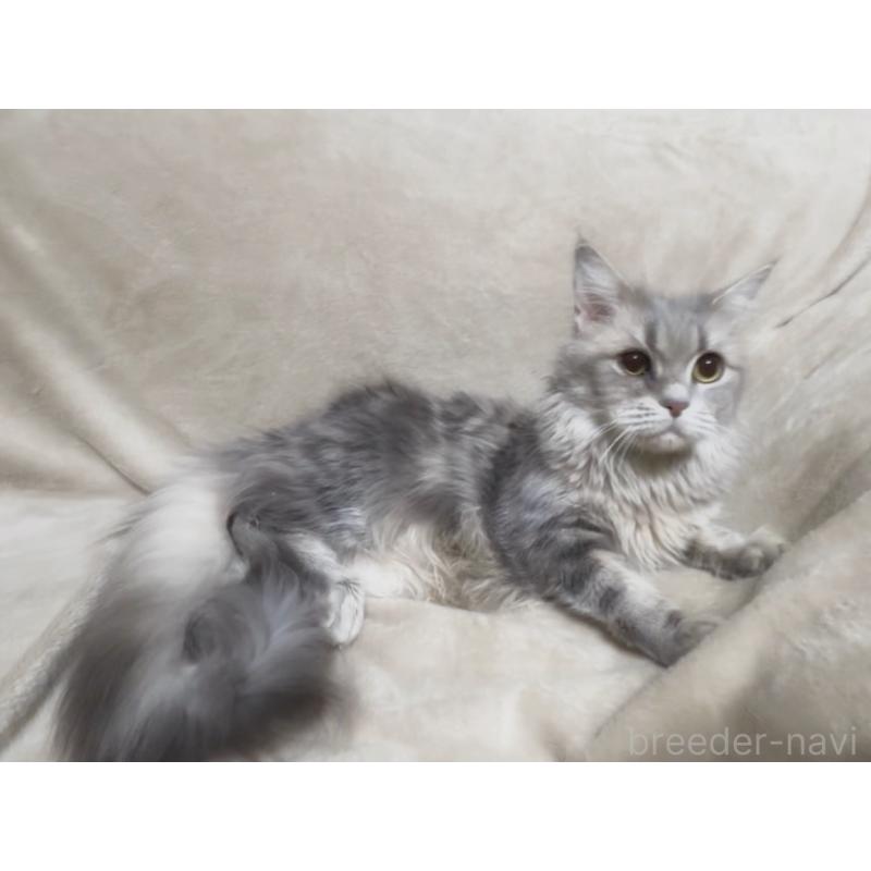 販売中の埼玉県のメインクーン-140173の2枚目