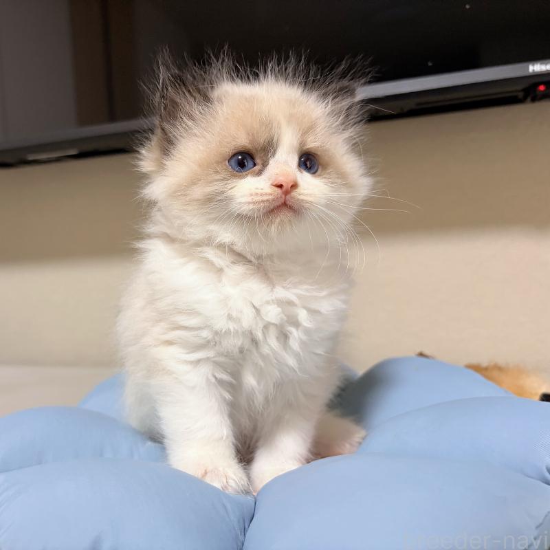 販売中の岐阜県のラグドール-139734