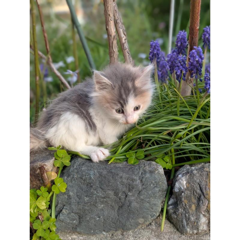 成約済の愛知県のノルウェージャンフォレストキャット-140174の2枚目