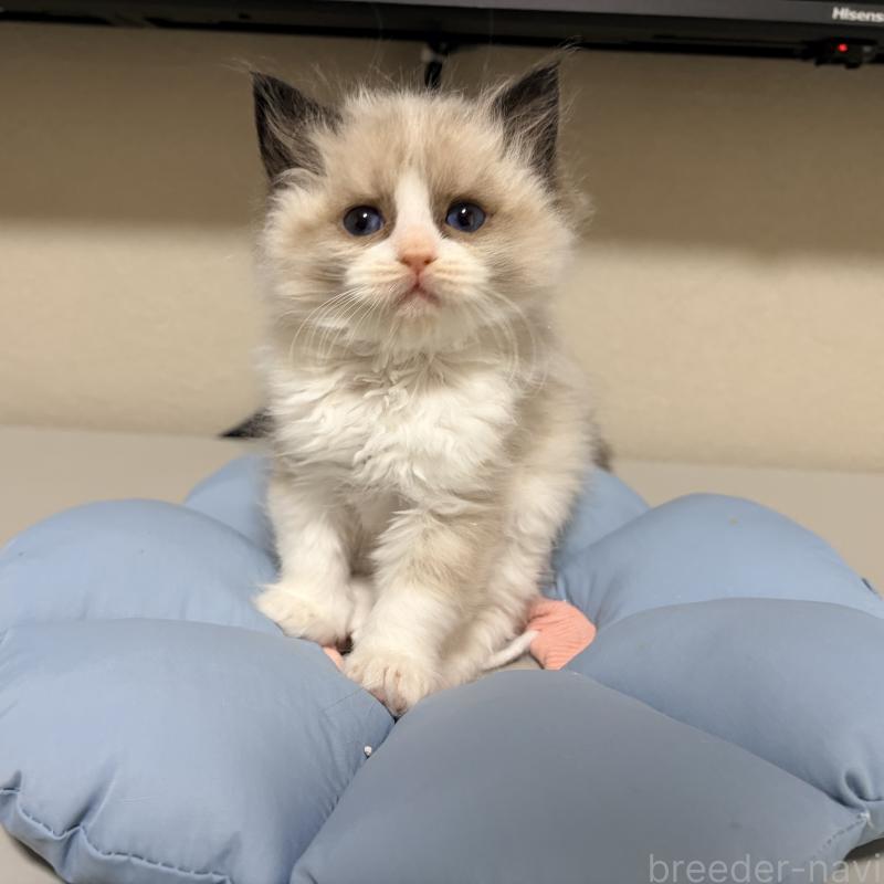 販売中の岐阜県のラグドール-139735