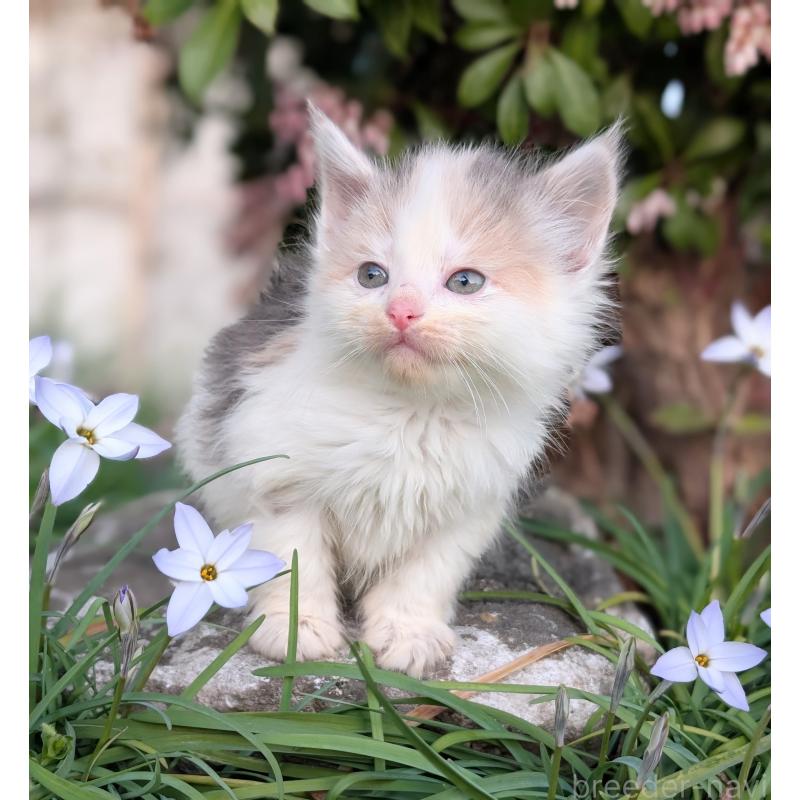 成約済の愛知県のノルウェージャンフォレストキャット-140175の2枚目