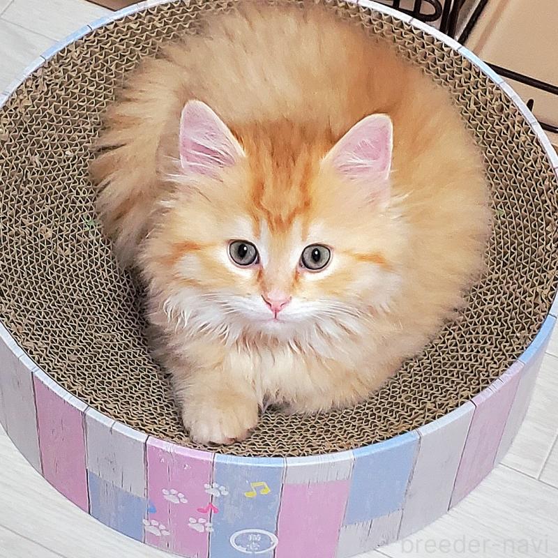 販売中の静岡県のサイベリアン-139530