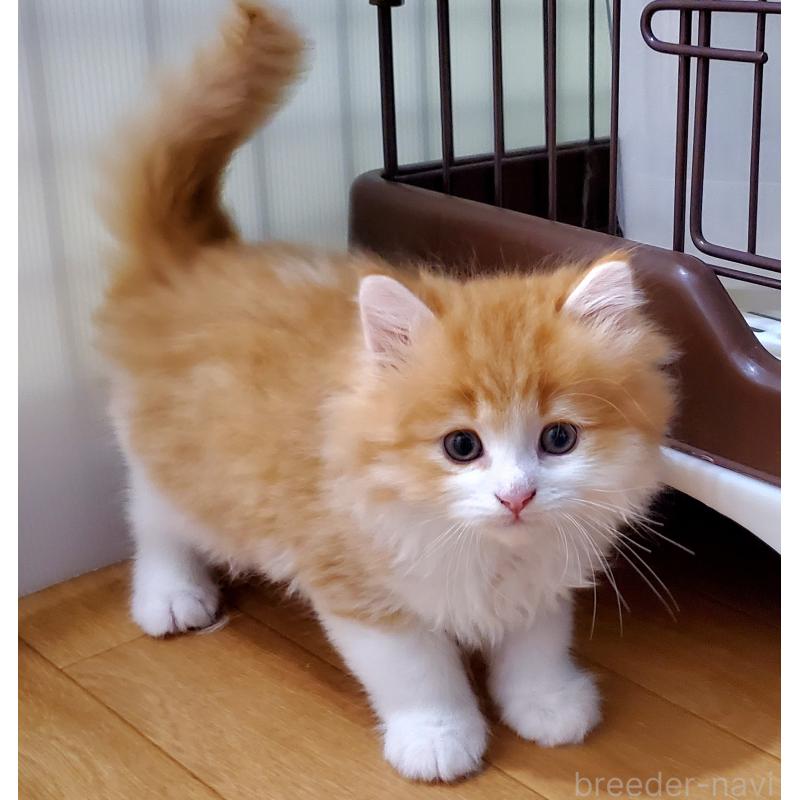 販売中の静岡県のサイベリアン-139529