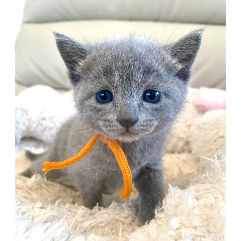 販売中の東京都のロシアンブルー-140177