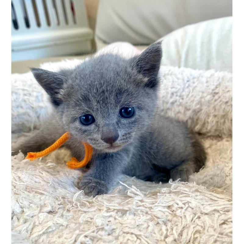 販売中の東京都のロシアンブルー-140177の12枚目