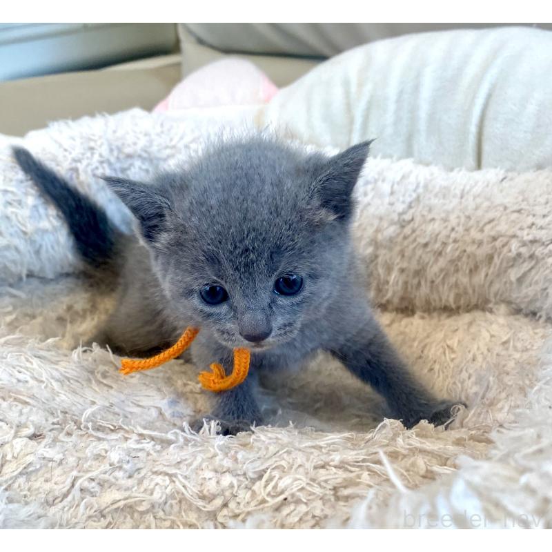 販売中の東京都のロシアンブルー-140177の11枚目