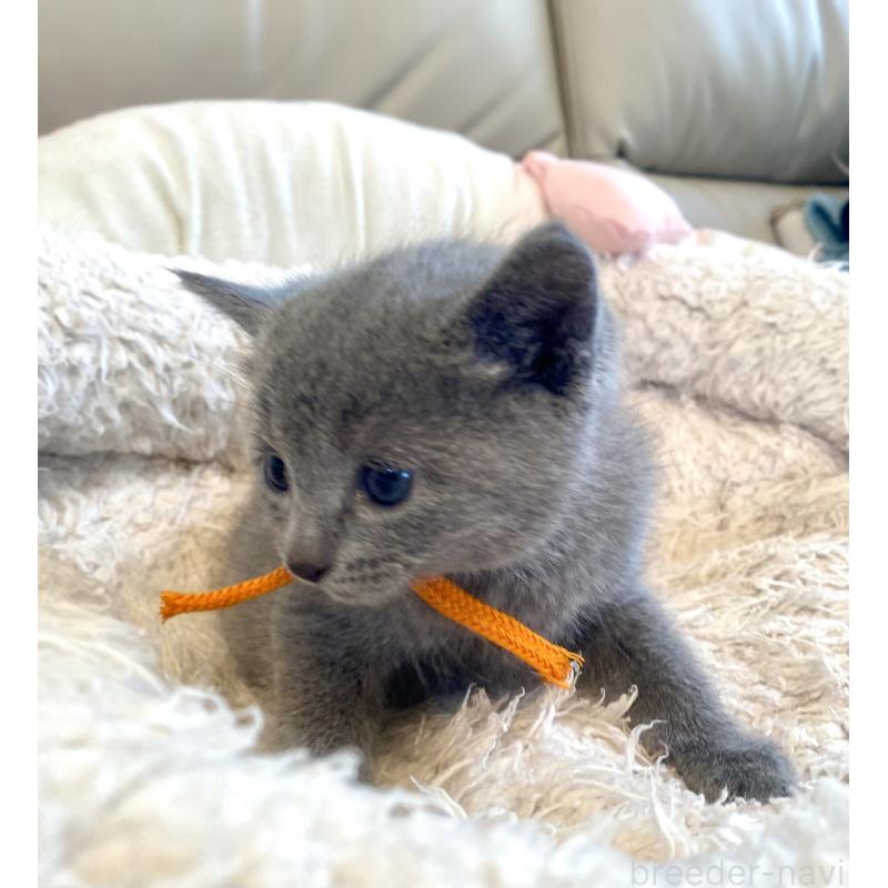 販売中の東京都のロシアンブルー-140177の10枚目