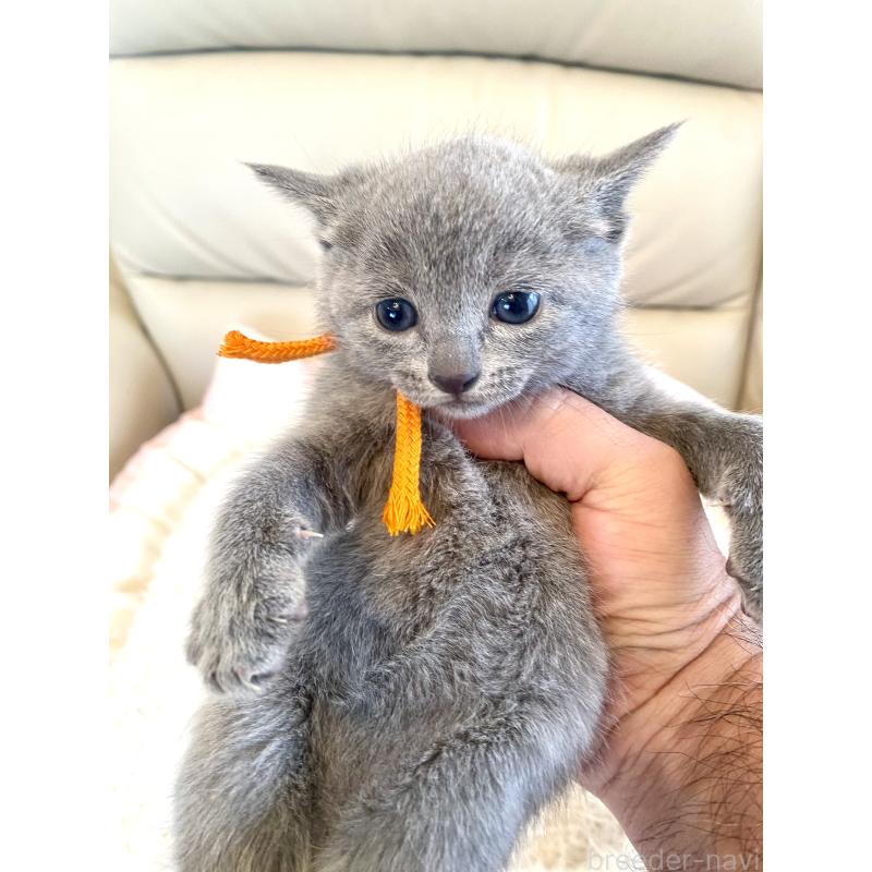 販売中の東京都のロシアンブルー-140177の9枚目