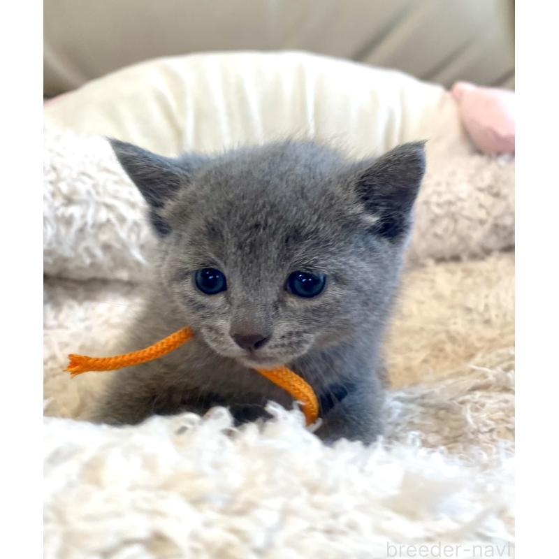 販売中の東京都のロシアンブルー-140177の8枚目