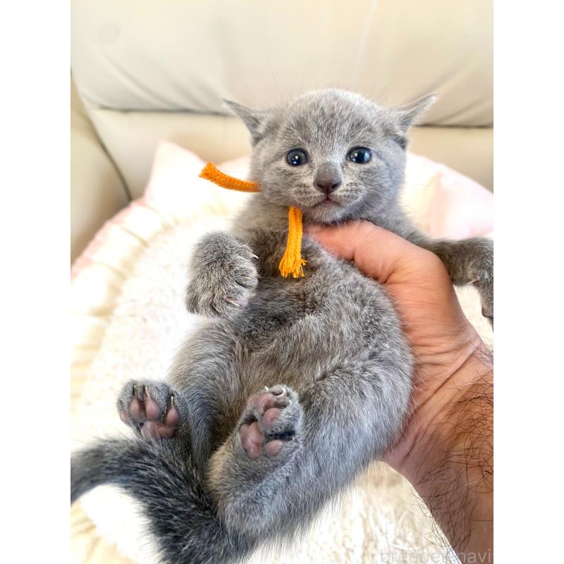 販売中の東京都のロシアンブルー-140177の7枚目