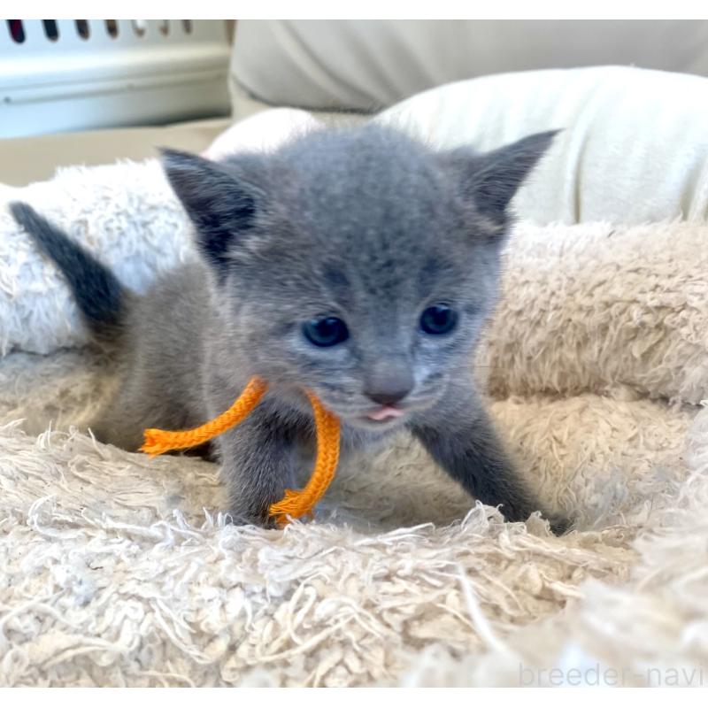 販売中の東京都のロシアンブルー-140177の6枚目