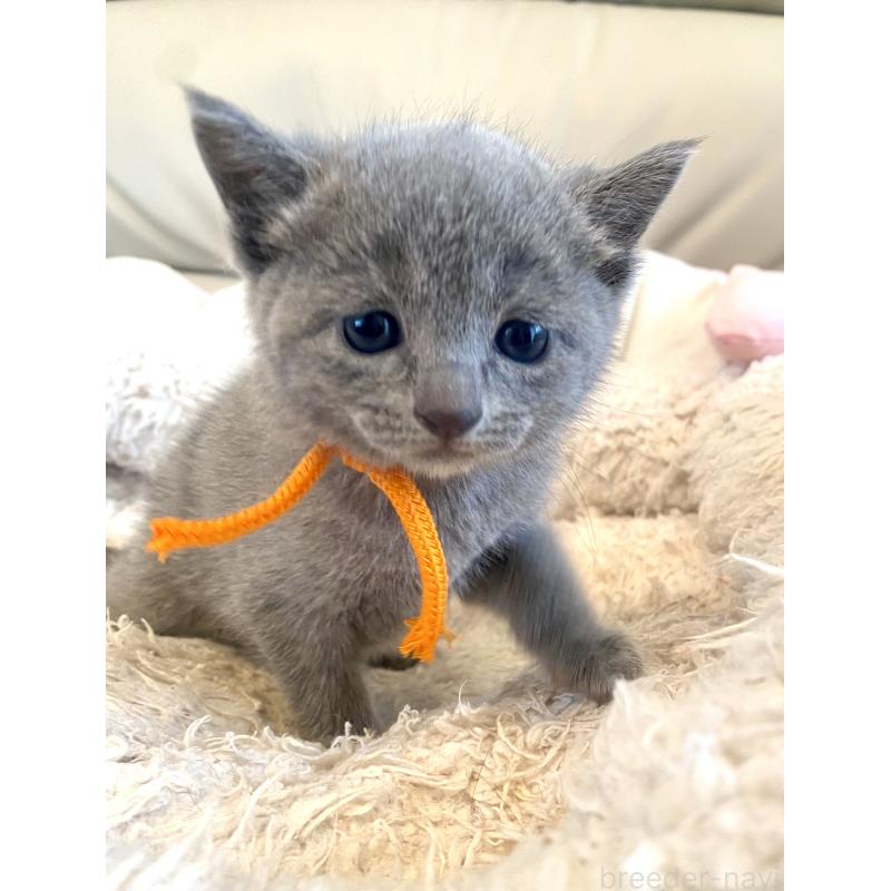 販売中の東京都のロシアンブルー-140177の5枚目