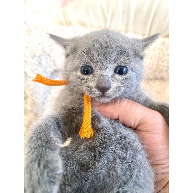 販売中の東京都のロシアンブルー-140177の4枚目