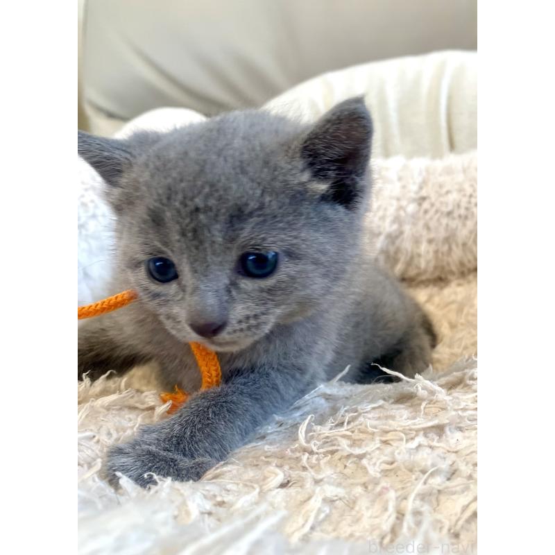 販売中の東京都のロシアンブルー-140177の3枚目