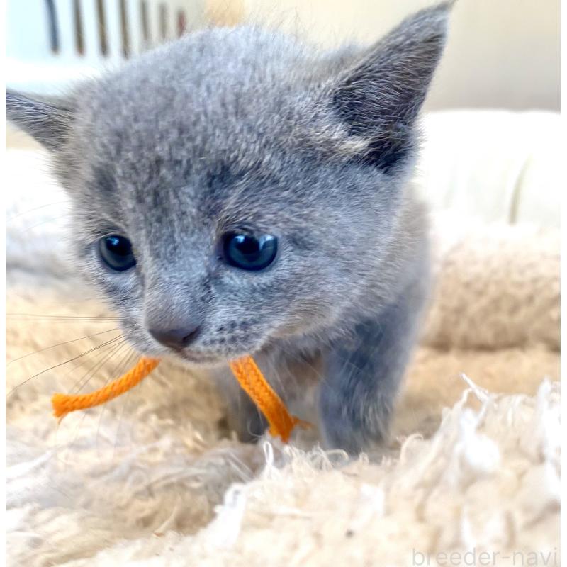 販売中の東京都のロシアンブルー-140177の2枚目