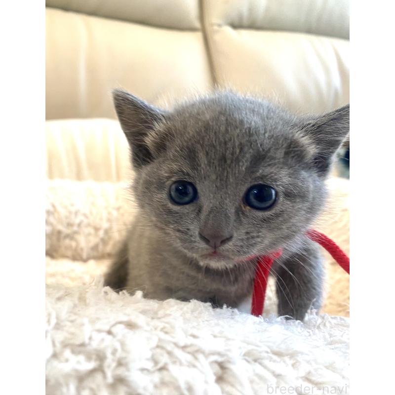 販売中の東京都のロシアンブルー-140178