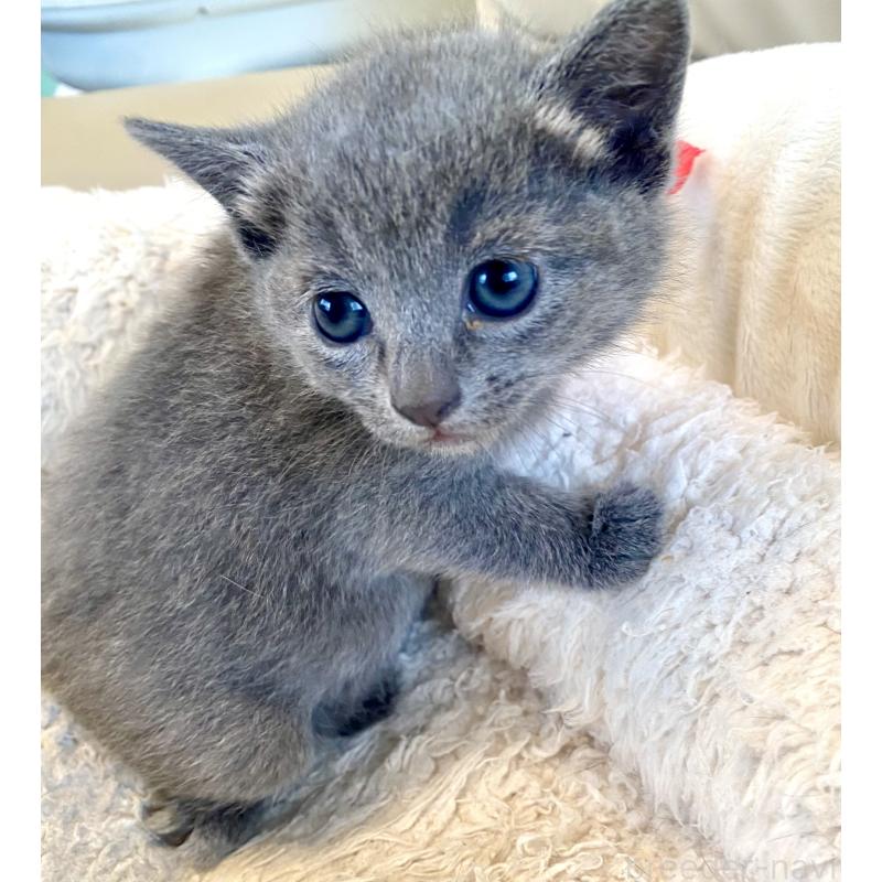 販売中の東京都のロシアンブルー-140178の17枚目