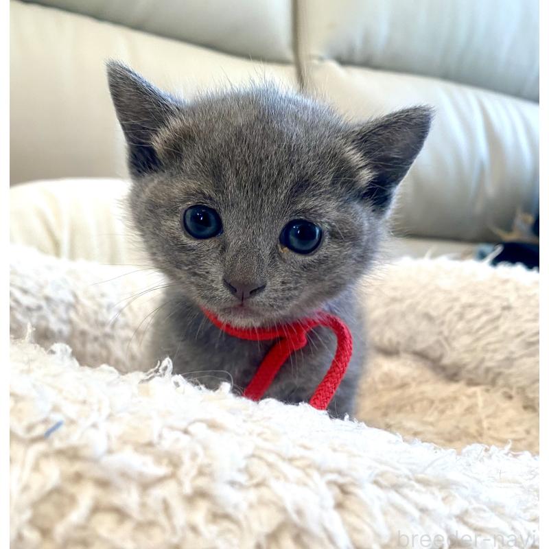 販売中の東京都のロシアンブルー-140178の16枚目