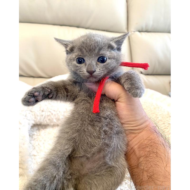 販売中の東京都のロシアンブルー-140178の15枚目