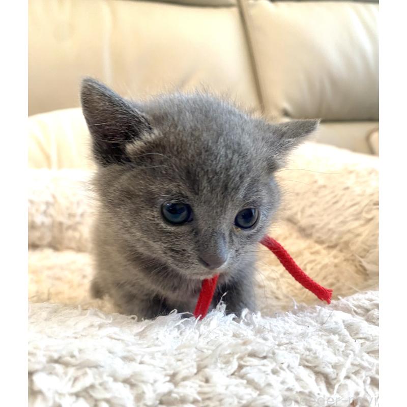 販売中の東京都のロシアンブルー-140178の14枚目