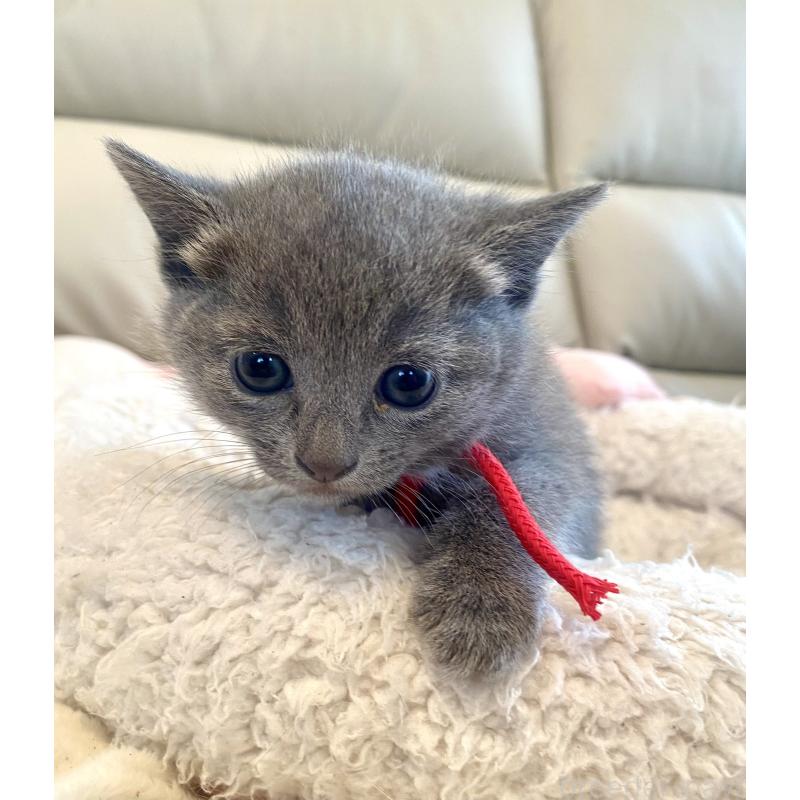 販売中の東京都のロシアンブルー-140178の13枚目