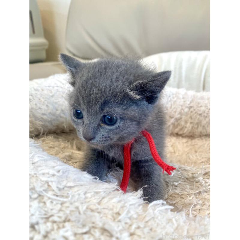 販売中の東京都のロシアンブルー-140178の12枚目