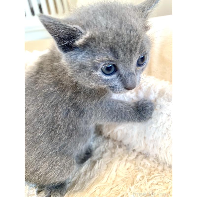 販売中の東京都のロシアンブルー-140178の11枚目