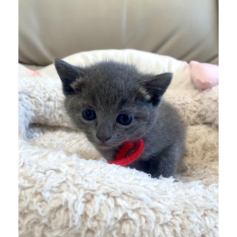 販売中の東京都のロシアンブルー-140178の10枚目